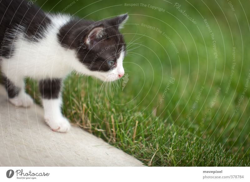 little cat goes on a voyage of discovery Garden Meadow Pet Cat 1 Animal Baby animal Discover Going Small Curiosity Bravery Interest strays mouse hunter