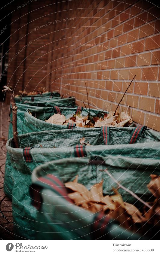 Order - Leaves in bags Arrangement foliage Sack Bags Wall (building) bricks Green Brown Exterior shot