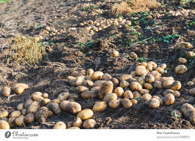 Potatoes thrown into the ground. Agriculture. potatoes harvest collect take out rural land farm tuber food ingredients organic sustainable pile harvesting