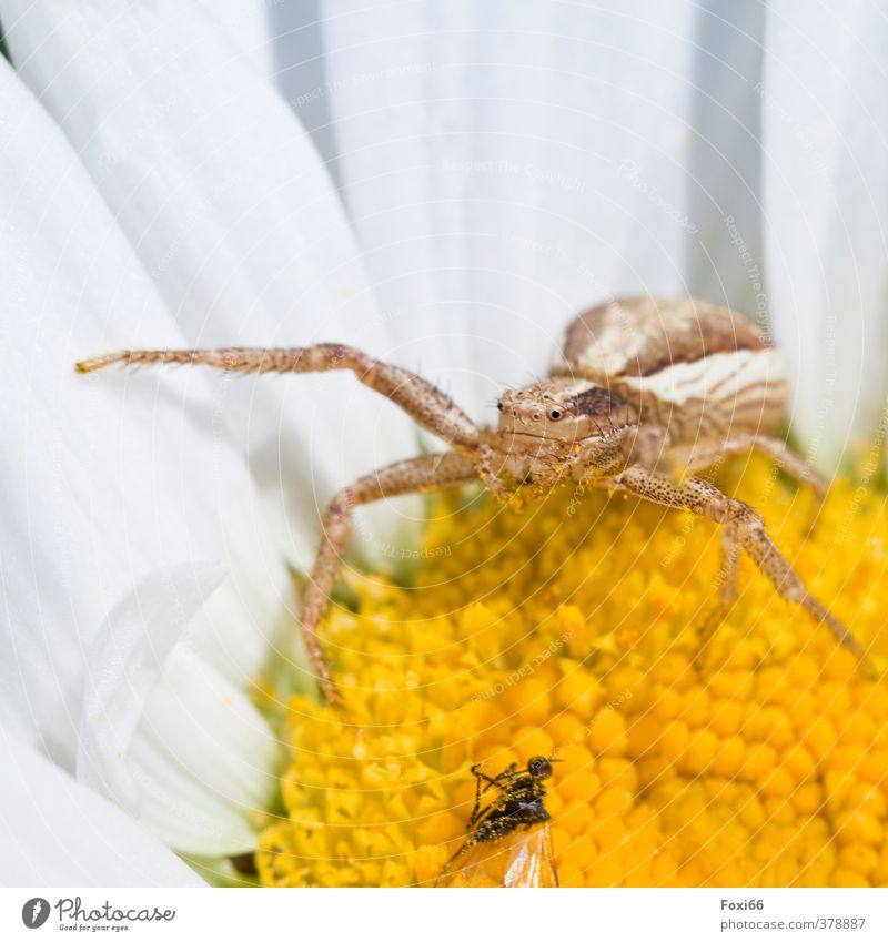 survive secured Plant Spring Flower Wild plant Meadow Fly Spider Animal face 2 Observe Crawl Looking Threat Small Astute Natural Speed Brown Yellow White