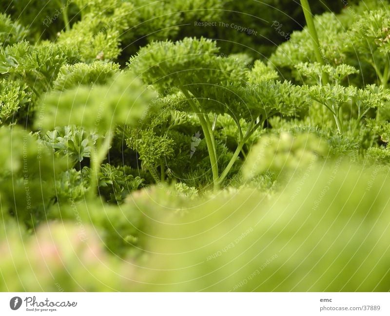 nitrous Green Macro (Extreme close-up) Close-up Nature Lettuce eat healthily
