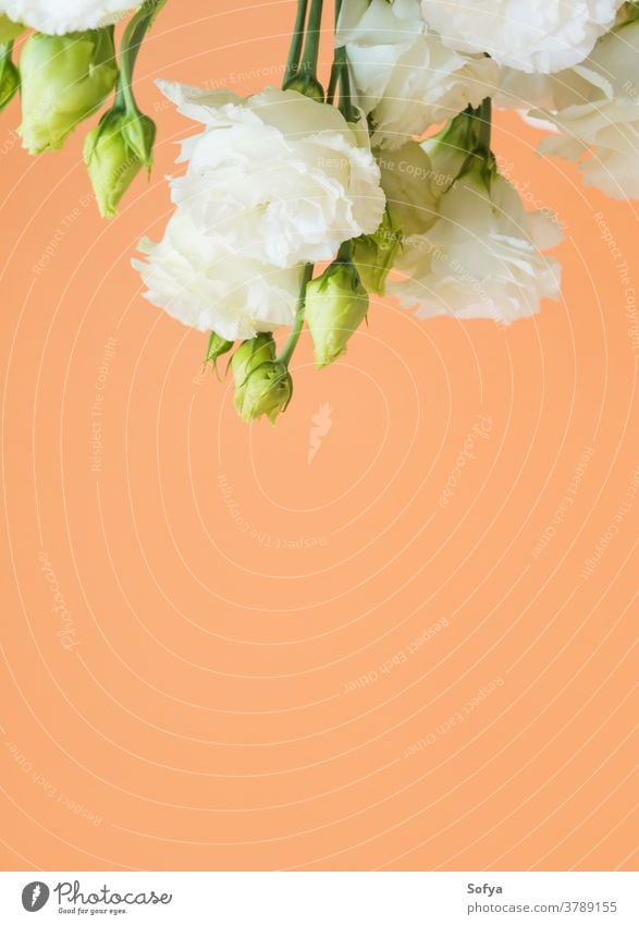 Beautiful eustoma flowers bouquet on orange lisianthus wedding design fashion mother minimal floral trendy background cantaloupe woman abstract love summer