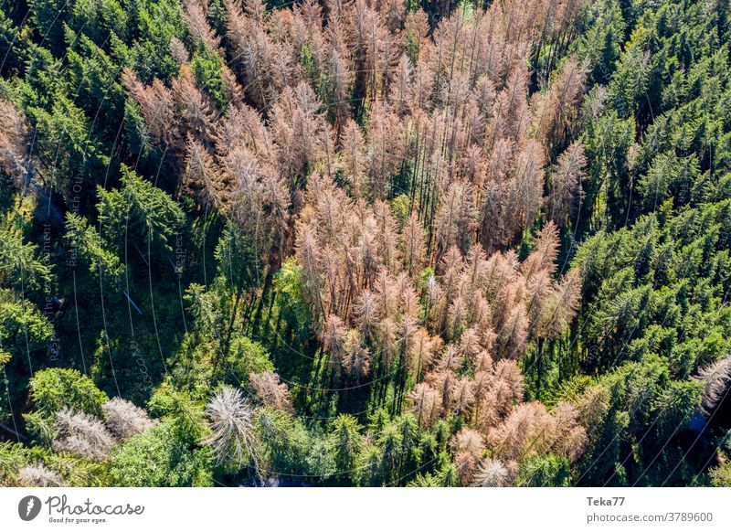a dead and a healthy forest from above dead forest dry forest needle forest green climate change bark beetle sun shadow