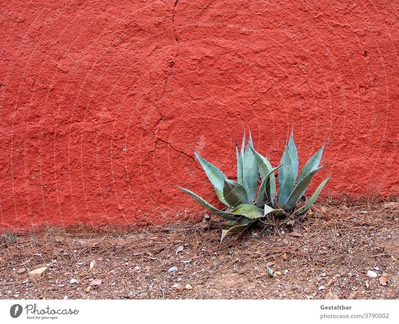Agave in front of vermilion wall Wall (building) Red Plant Mediterranean Sparse