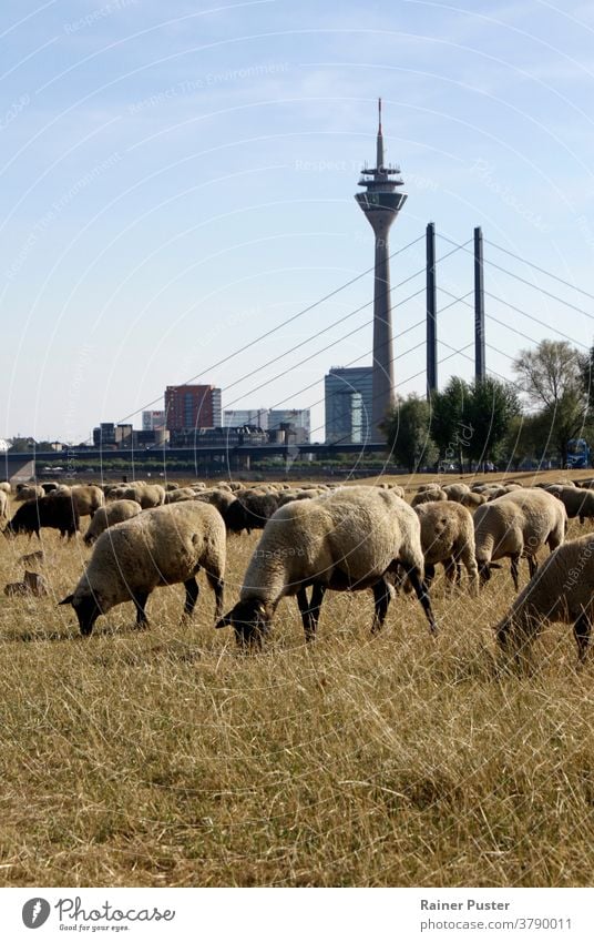 Flock of sheep grazing on a dry field in Düsseldorf, Germany city animal climate climate change dusseldorf düsseldorf environment flock of sheep germany grass