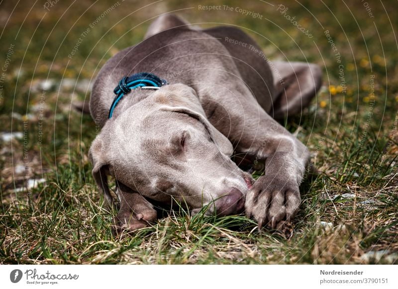 Little Weimaraner puppy sleeps on a meadow Dog pointing dog Water Cute Sleep tired jaded Lie rest Break In transit training Hunting Puppy young dog Pelt frisky