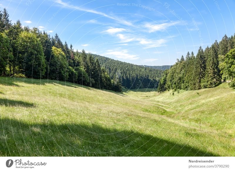 Summer meadow in the Thuringian Forest Landscape Nature Sky Spring Meadow Grass Beautiful weather Positive pretty Esthetic Colour photo Exterior shot Deserted