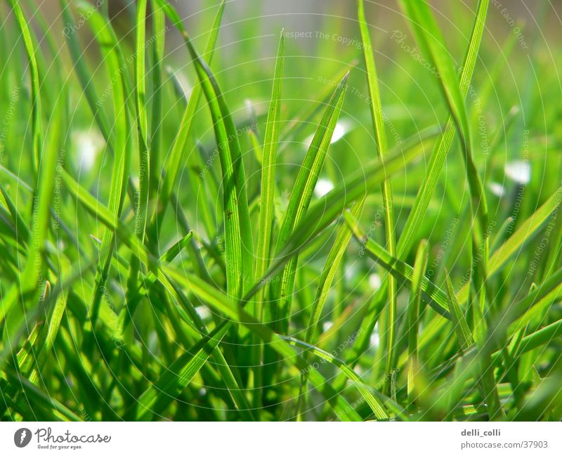 Green grass in spring Grass Spring Meadow Grass green Sun Lawn