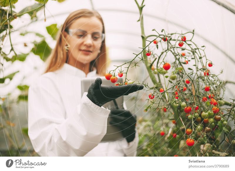 A woman scientist in a white coat and glasses examines a sample of a plant through a magnifying glass while checking the quality of cherry tomatoes in a greenhouse. Scientific research