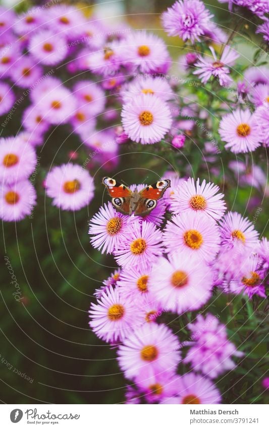 Butterfly on blossom butterfly wings Flower Blossom Autumn Autumnal Close-up Nature Plant Exterior shot Detail
