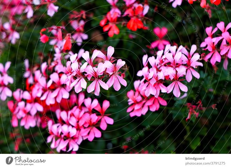 It's just a bunch of pink flowers in the garden. Flower pretty Pink petals Nature flora Beauty & Beauty Blossom Spring heyday Garden Plant Blossom leave