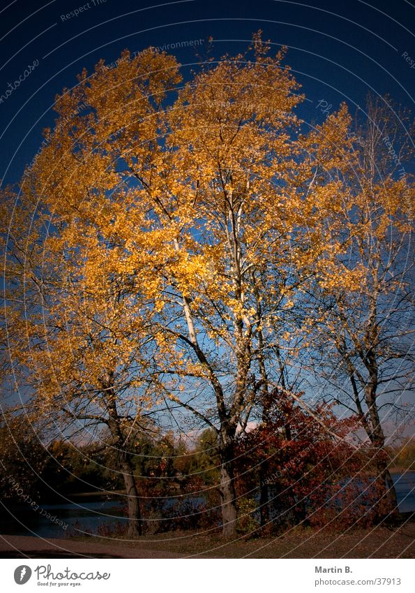 autumn leaves Autumn Tree Nikon D70