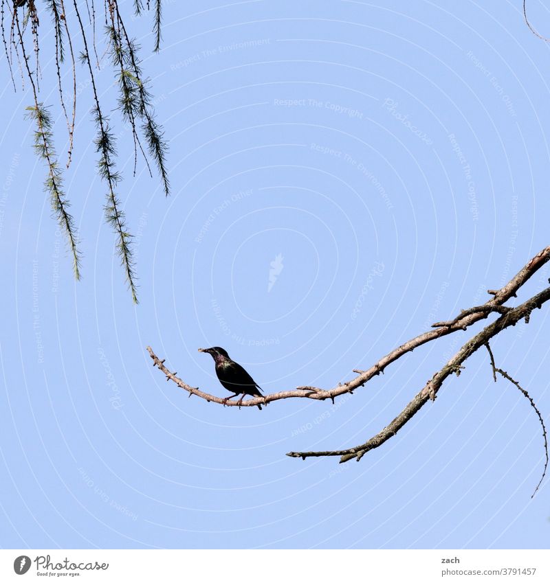 A Star is born Bird Starling Animal Sky Nature Environment 1 Blue Branch Tree