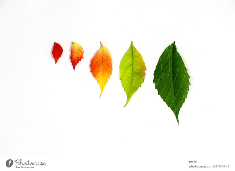autumn leaves Autumn Leaf Large Small variegated Green Bright green Orange Red Nature Yellow Colour photo Multicoloured colourful Deserted naturally
