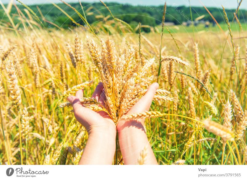 Wheat in the hands wheat field agriculture grain nature farmer harvest green forest trees rural gold crop summer background barley ears growth yellow food seed