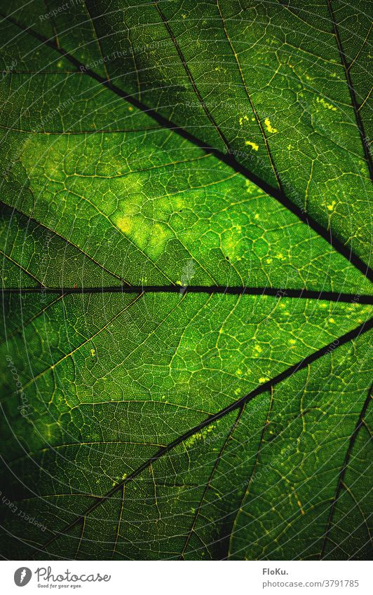 Structure of a leaf in green Leaf Nature Green Environment Sustainability Colour veins structure Plant Exterior shot naturally Growth Foliage plant Close-up