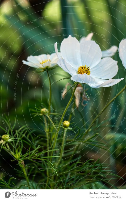 Flower white White Green Blossom Garden Summer Nature Plant Exterior shot Colour photo Close-up Blossoming Spring Shallow depth of field Meadow Day Deserted