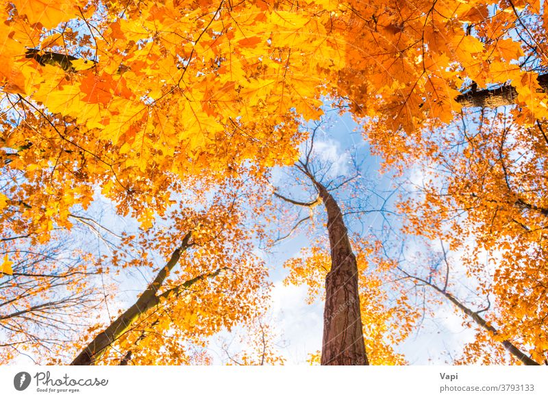 Bottom view of maple trees in autumn park orange leaves foliage bottom sky season nature forest leaf green fall bright beautiful natural colorful yellow golden