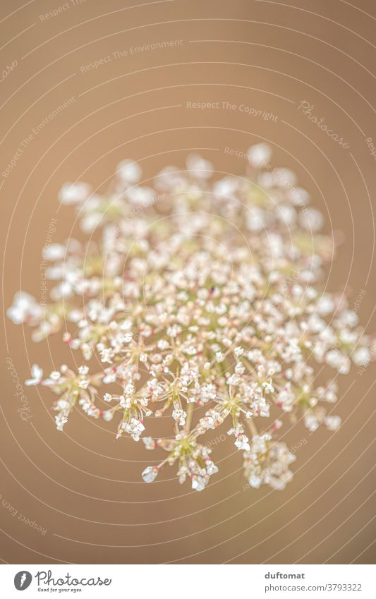Macro photograph of a meadow flower 'wild carrot Flower Wild plant Wild carrot Meadow soft Nature Soft Colour photo Exterior shot Beige background