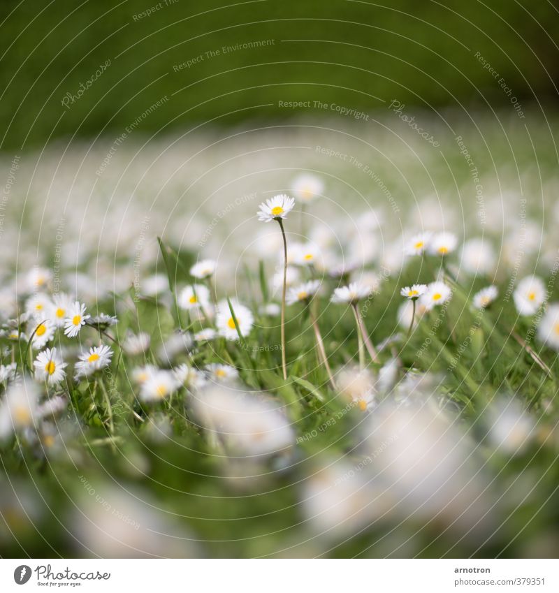 I am a daisy in the sunshine Nature Spring Plant Flower Grass Daisy Garden Meadow Blossoming Curiosity Green White Power Ambitious Colour photo Exterior shot