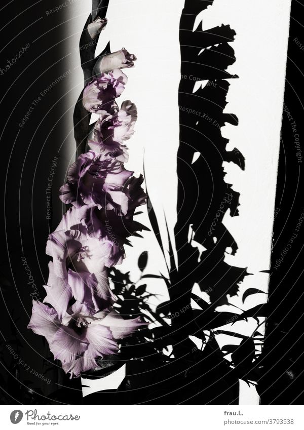 Pale violet meets black and white, a gladiolus meets its shadow. flowers Beauty & Beauty Nature blossoms Plant pretty Decoration