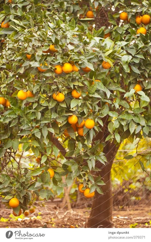 orange grove Environment Nature Landscape Plant Tree Agricultural crop Exotic Agriculture Orange Fruit Citrus fruits Fruit trees Fuit growing Plantation