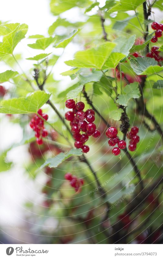 ripe currants on the bush Colour photo Redcurrant shrub Harvest Summer Mature Green Close-up Garden Shallow depth of field Juicy Suspended naturally Fruit Food