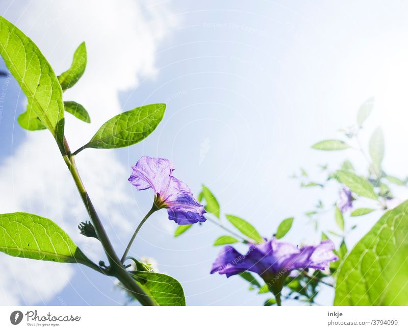 green-leaved plant with purple flowers in front of a light blue sky Colour photo Nature Exterior shot Plant Environment Esthetic Deserted Day naturally Green