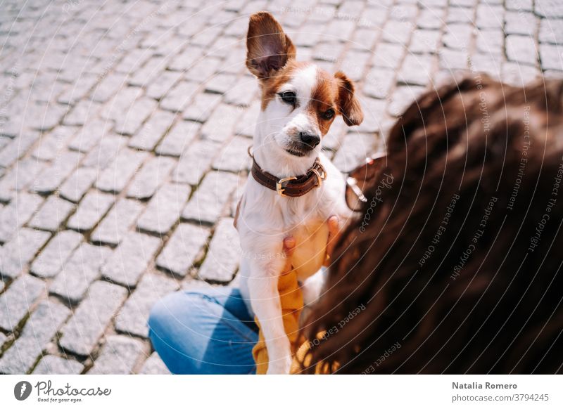 A beautiful little dog looking at its owner closely. They are having fun in a sunny day in the park in Madrid. Pets outdoors animal canine nature meadow pet