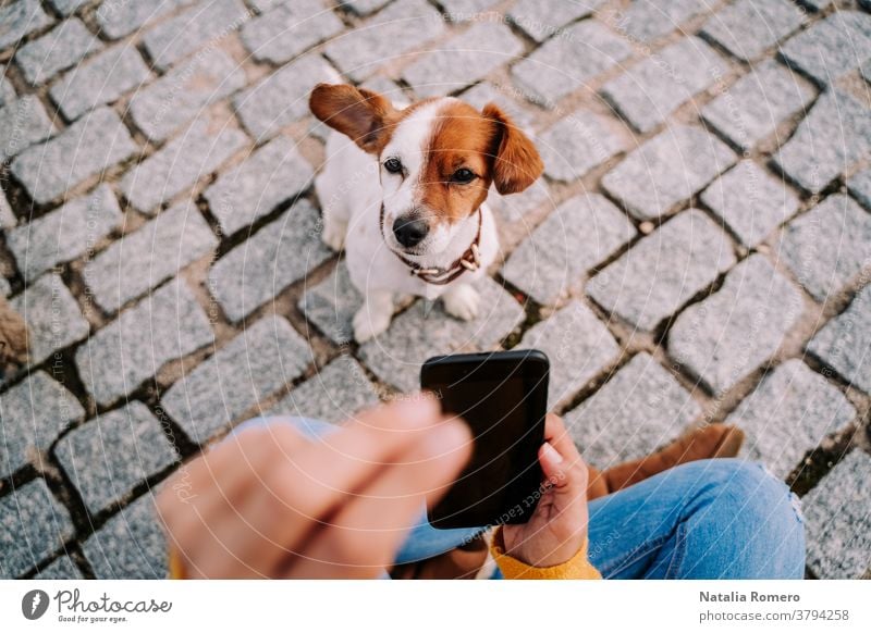 A beautiful little dog looking at the camera while its owner is taking a photo of it with the phone. Technology lifestyle with pets woman selfie terrier hugging