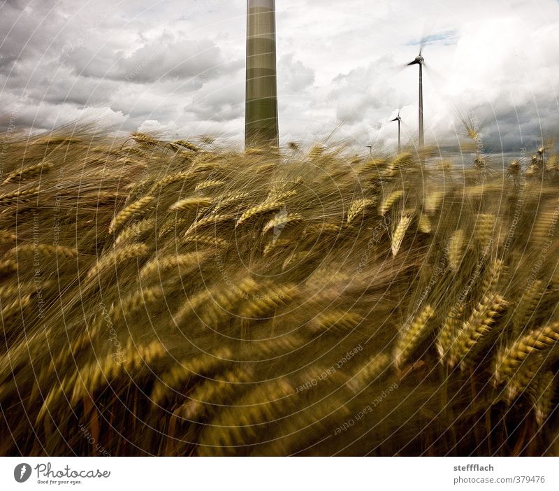 The wind, the wind ... Grain Wind energy plant Clouds Summer Gale Agricultural crop Field Threat Dark Large Blue Brown Gray Movement Energy Climate