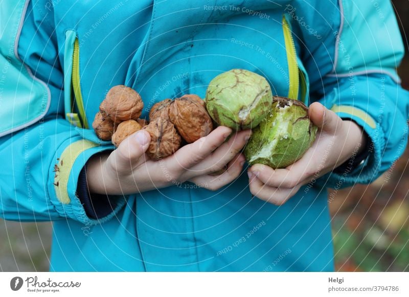 Children's hands hold freshly collected walnuts with and without shells children's hands Walnuts Fresh Harvest Autumn Fruit Nut Jacket Anorak Detail Close-up