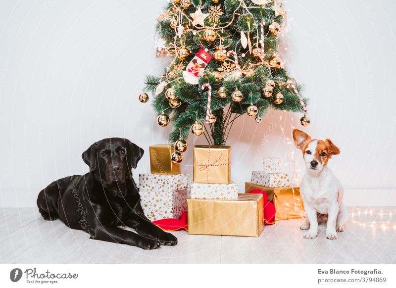 two dogs at home by the christmas tree, cute jack russell dog and black labrador. Brothers friends brothers diadem adoption indoor pet studio red santa present