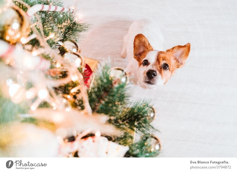 cute jack russell dog at home by the christmas tree adoption indoor pet studio red santa present beautiful adorable lovely nobody merry animal portrait pedigree
