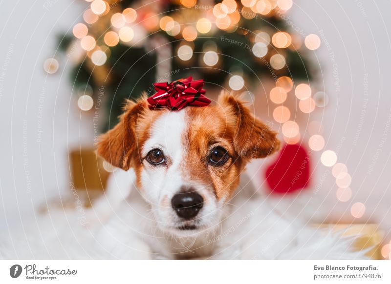 cute jack russell dog at home by the christmas tree with red present lace ornament on head adoption indoor pet studio santa beautiful adorable lovely nobody