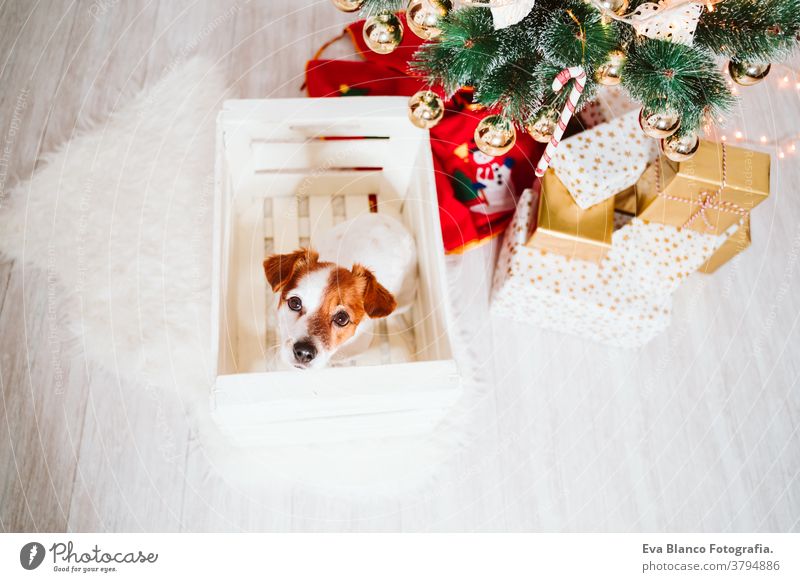 cute jack russell dog into a box at home by the christmas tree gift adoption indoor pet studio red santa present beautiful adorable lovely nobody merry animal