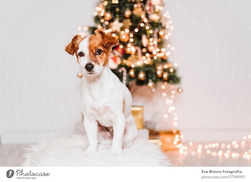 cute jack russell dog at home by the christmas tree adoption indoor pet studio red santa present beautiful adorable lovely nobody merry animal portrait pedigree