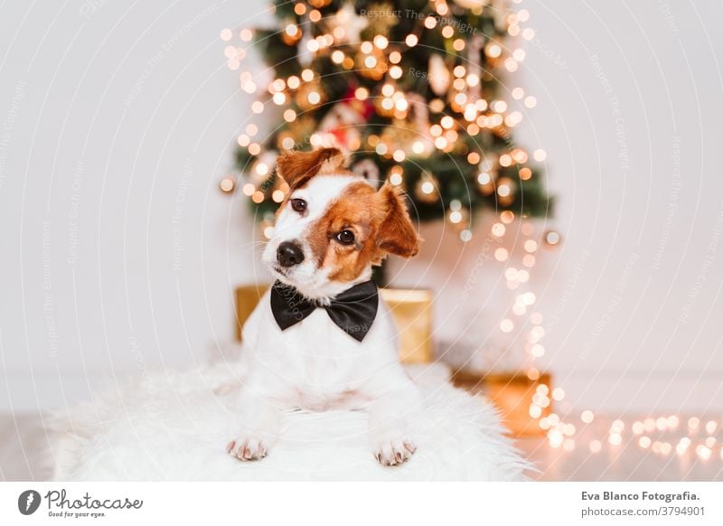 cute jack russell dog at home by the christmas tree bow tie adoption indoor pet studio red santa present beautiful adorable lovely nobody merry animal portrait
