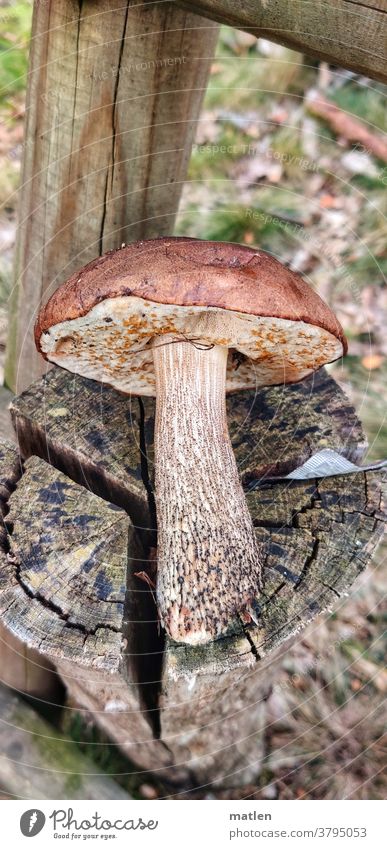 birch mushroom Mushroom Tree trunk Tree stump truncated Deserted Autumn