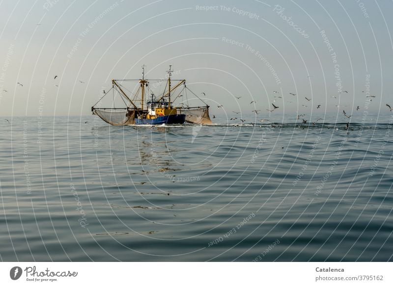 A crab cutter on the North Sea with spread out nets pulls a flock of seagulls behind it fishing North Sea crab Northern prawn Animal food products Crab cutter