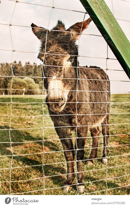 A donkey sadly standing behind a barrier Donkey jenny Animal Fence lattice fence Grating Meadow Grass Willow tree Forest Pastureland Dog-ear Animal portrait
