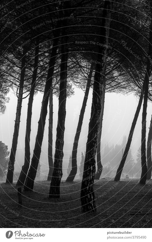 Fog in the pine forest Tuscany Forest in the morning Dawn Hill Tree Deserted Landscape Exterior shot Morning Morning fog Light tranquillity
