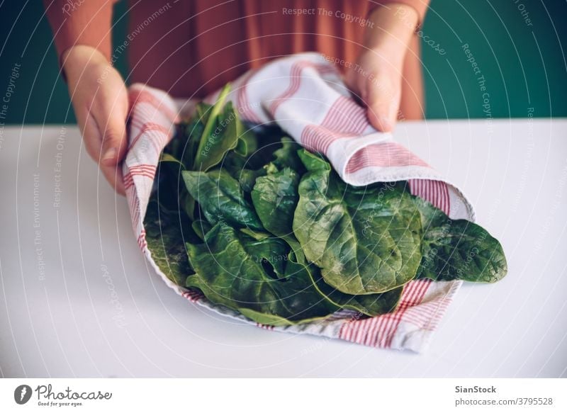Woman holding spinach leaves in a towel cook botanical plant nutrient gourmet young eat home house kitchen woman health showing salad girl background eating