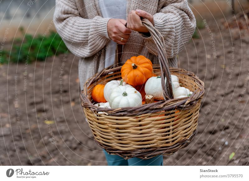 Woman holding a basket with pumpkins in her garden backgrounds healthy sweater autumn winter outdoors lifestyle food eating nature ingredient green hand organic