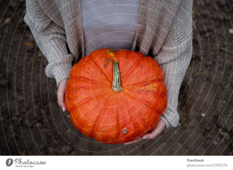 Woman holding a big orange pumpkin at the hands on the field. autumn harvest vegetable halloween woman top view thanksgiving fresh nature october yellow farm