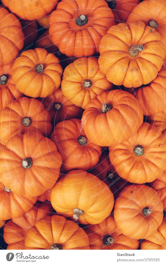 Many orange pumpkins. Halloween concept. white halloween jack decoration fresh autumn ripe background food vegetable isolated thanksgiving seasonal decorative