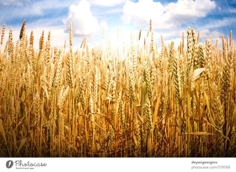 Cereal crops and sunlight Summer Sun Nature Landscape Plant Sky Clouds Horizon Meadow Growth Bright Blue Yellow Gold Wheat field Farm Crops agriculture seed