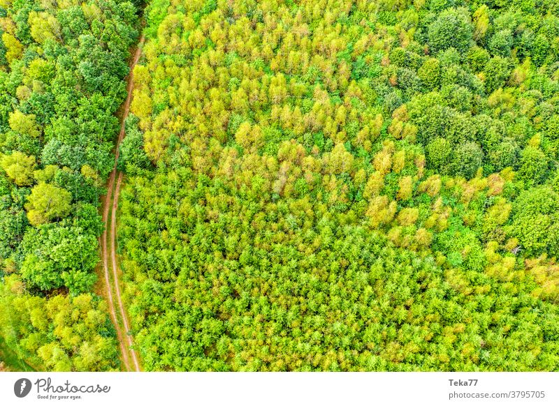 a mixed forest and a forest path from above sun sunny tree trees grass nature forest from above forest scape