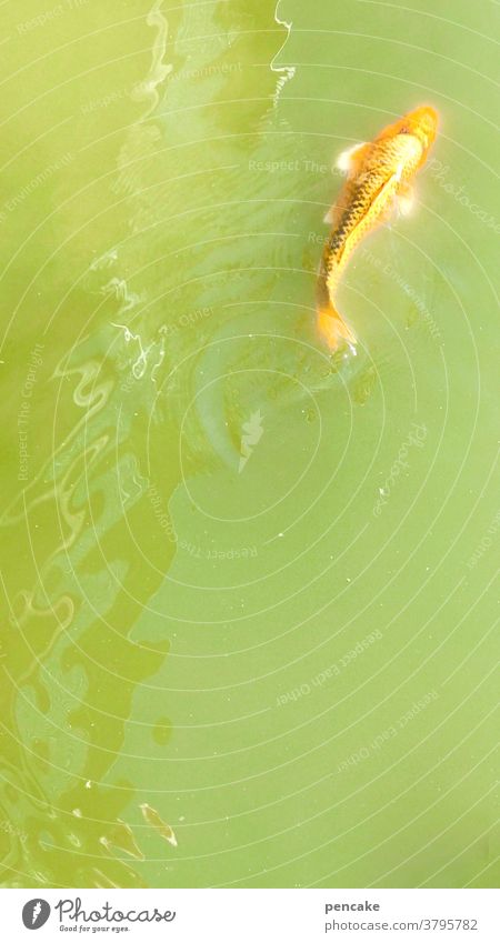 bouillabaisse Fisch Koi Teich Fischsuppe Suppe grün rotgold Goldfisch Karpfen Garten