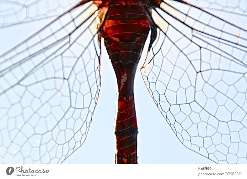 Dragonfly wings in sunlight Grand piano Sunlight transparency Animal Insect Wild animal Nature 1 Macro (Extreme close-up) Animal portrait